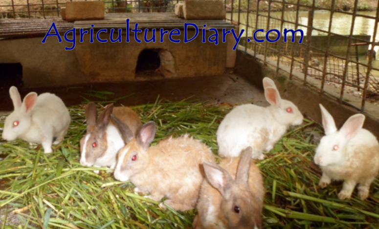 Rabbit Farming: Required Facilities for Rabbit Farming